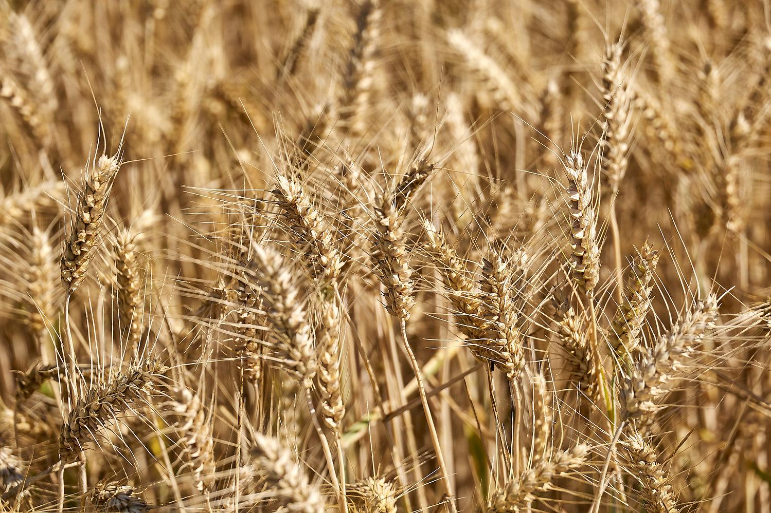 0307220115KOSECKI